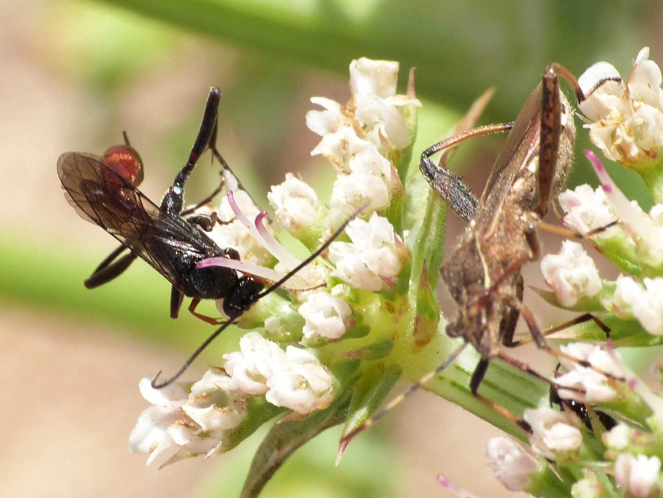 Ichneumonidae che somiglia ad un Pompilidae